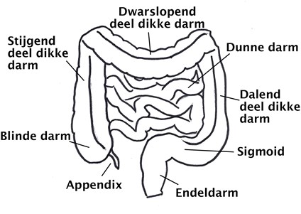 Anatomie van de dikke darm