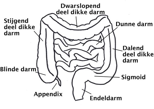 Figuur 1. Anatomie van de dikke darm